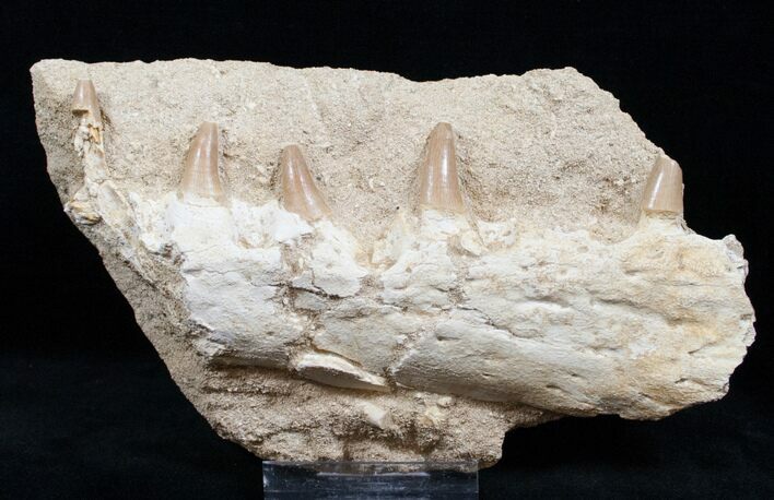 Mosasaur (Eremiasaurus) Jaw Section - No Restoration #13630